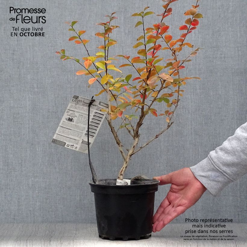 Example of Chinesische Kräuselmyrte Jeanne Desmartis - Lagerstroemia Topf mit 3L/4L as you get in automne