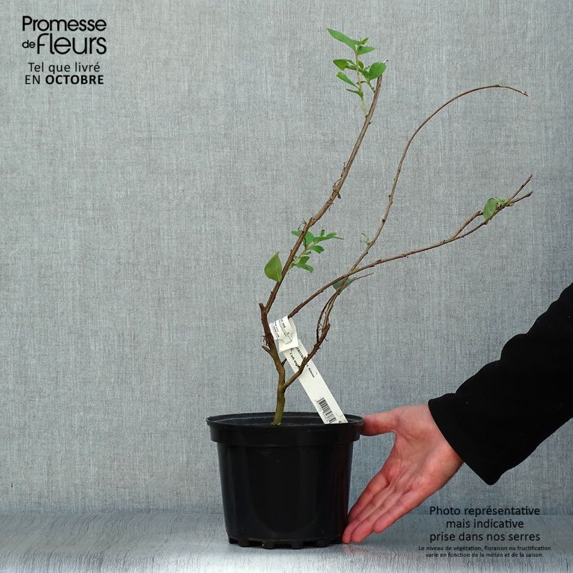 Example of Chinesische Kräuselmyrte Kimono - Lagerstroemia Topf mit 3L/4L as you get in automne