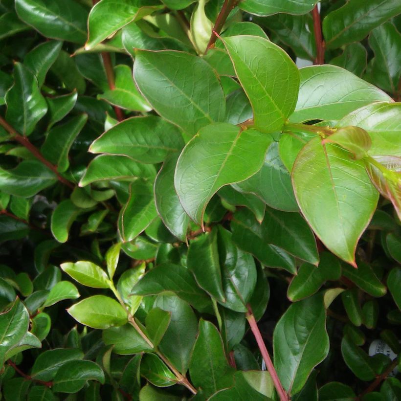 Chinesische Kräuselmyrte La Mousson - Lagerstroemia (Foliage)