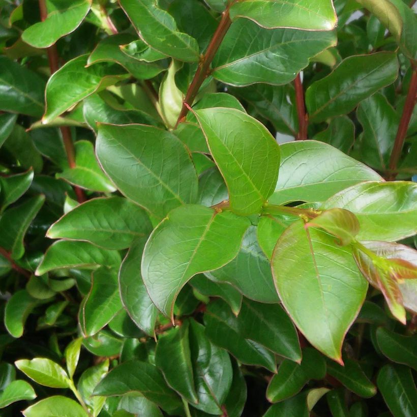 Chinesische Kräuselmyrte Margaux - Lagerstroemia (Foliage)