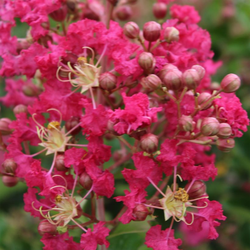 Chinesische Kräuselmyrte Margaux - Lagerstroemia (Flowering)