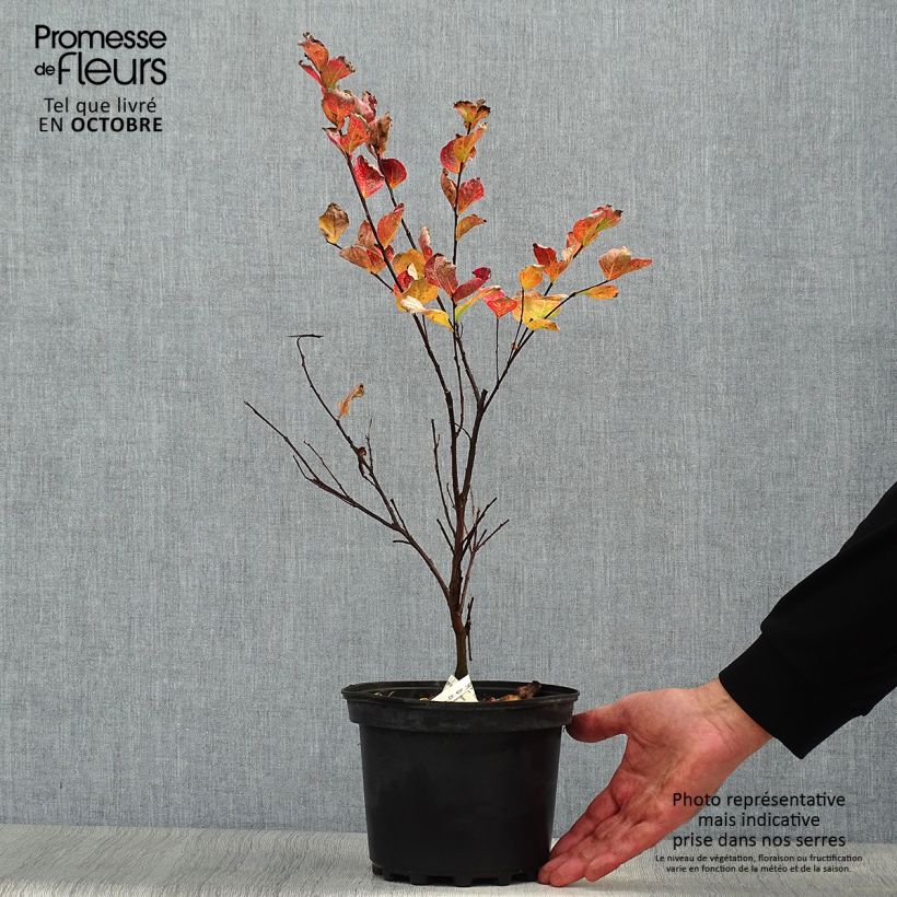 Example of Chinesische Kräuselmyrte Margaux - Lagerstroemia Topf mit 3L/4L as you get in automne