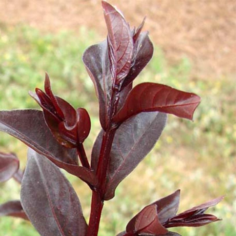 Chinesische Kräuselmyrte Midnight Magic - Lagerstroemia (Foliage)