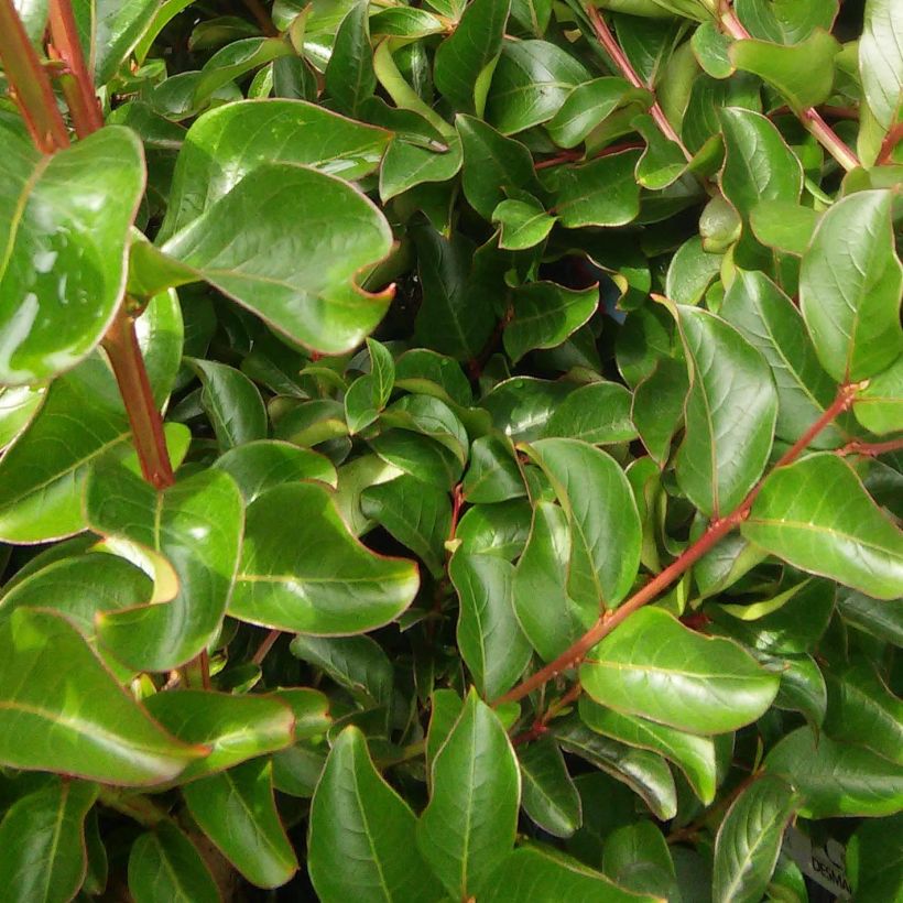 Chinesische Kräuselmyrte Mon Panache - Lagerstroemia (Foliage)
