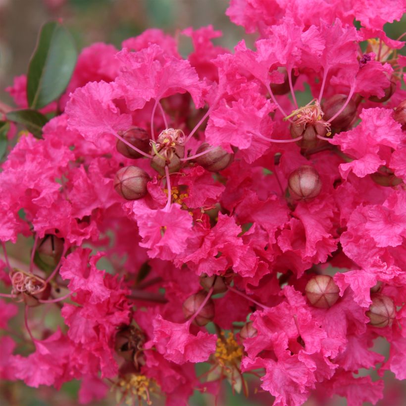 Chinesische Kräuselmyrte Mon Panache - Lagerstroemia (Flowering)