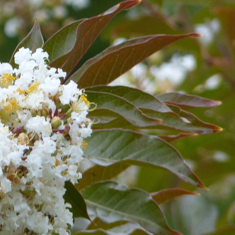 Chinesische Kräuselmyrte Nivea - Lagerstroemia (Foliage)