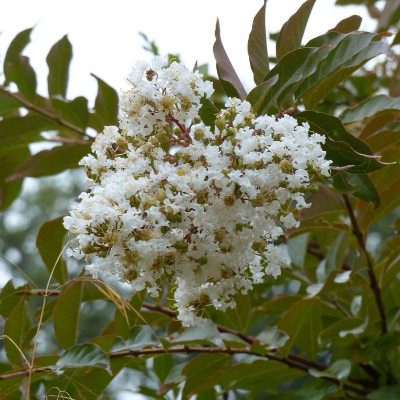 Chinesische Kräuselmyrte Nivea - Lagerstroemia (Flowering)