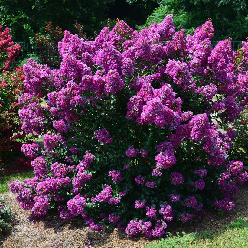 Chinesische Kräuselmyrte Purple Magic - Lagerstroemia (Plant habit)