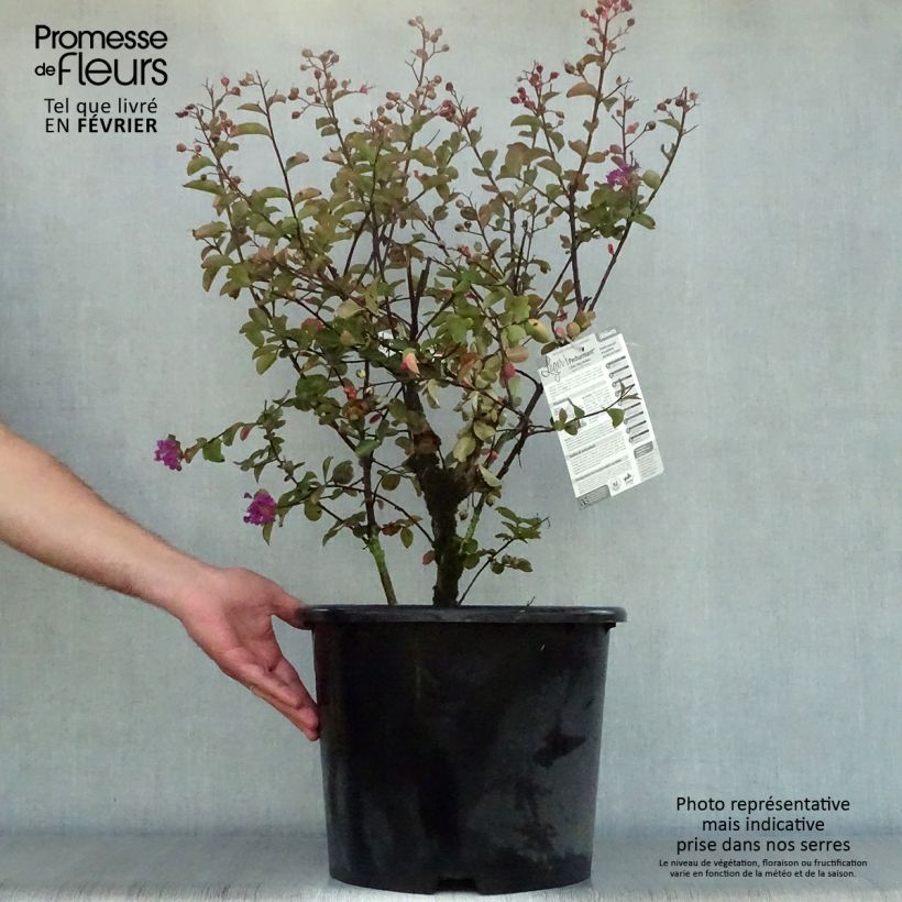 Example of Chinesische Kräuselmyrte Pecharmant - Lagerstroemia Topf mit 7,5L/10L as you get in automne