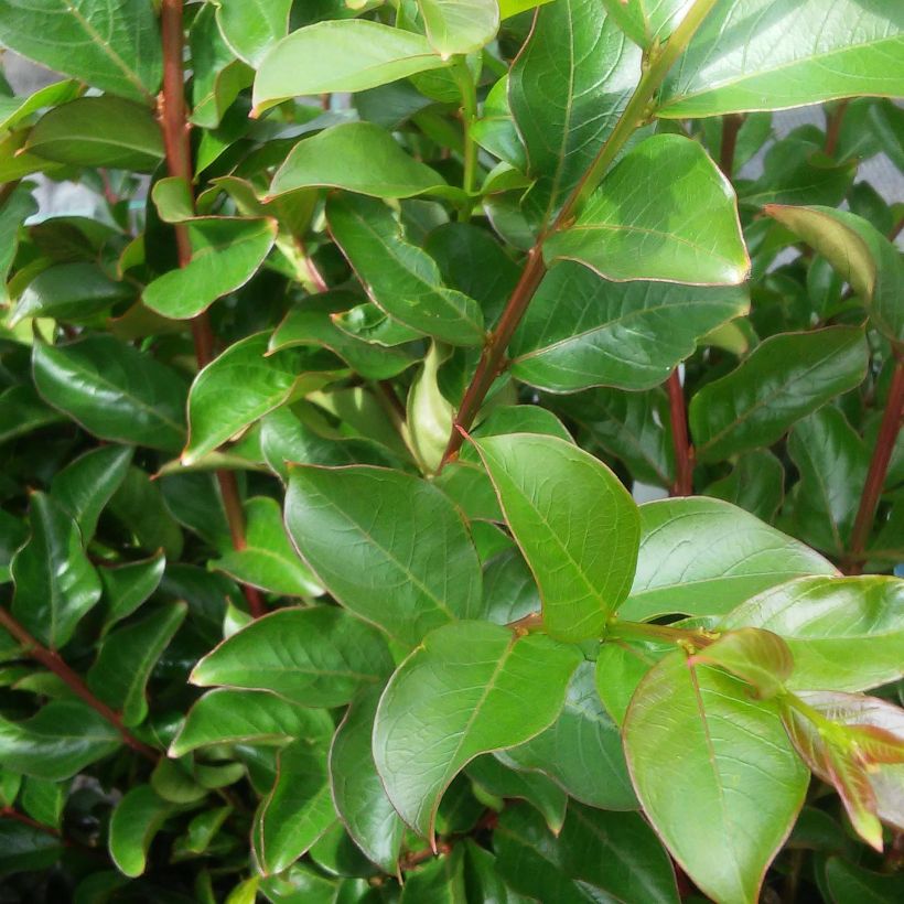 Chinesische Kräuselmyrte Périgord Pourpre - Lagerstroemia (Foliage)