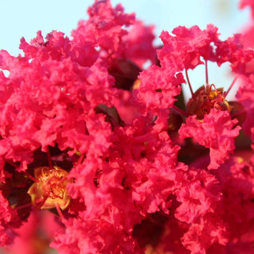 Chinesische Kräuselmyrte Périgord Pourpre - Lagerstroemia (Flowering)