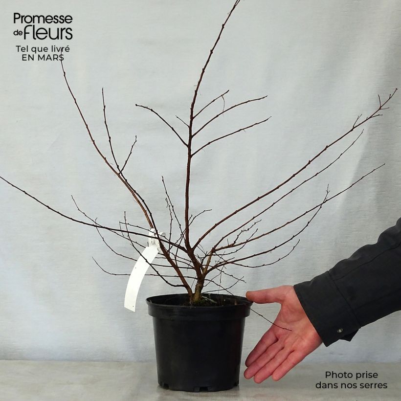 Exemplar von Chinesische Kräuselmyrte Petite Canaille mauve - Lagerstroemia Topf mit 3L/4L wie im Frühjahr geliefert