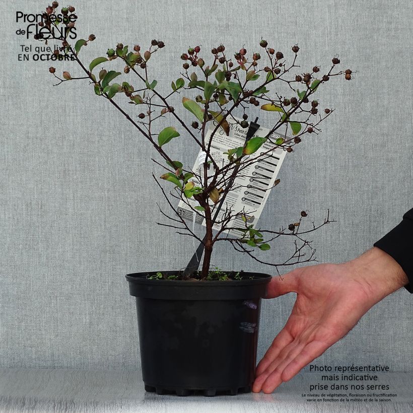 Example of Chinesische Kräuselmyrte Petite Canaille mauve - Lagerstroemia Topf mit 3L/4L as you get in automne