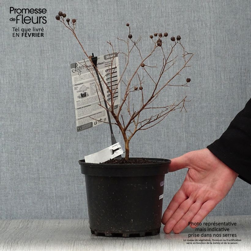 Exemplar von Chinesische Kräuselmyrte Petite Canaille mauve - Lagerstroemia Topf mit 3L/4L wie im Winter geliefert