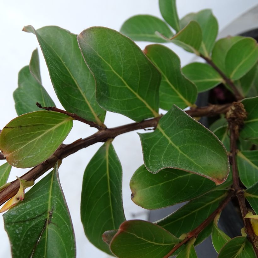 Chinesische Kräuselmyrte Pink Grand Sud - Lagerstroemia (Foliage)
