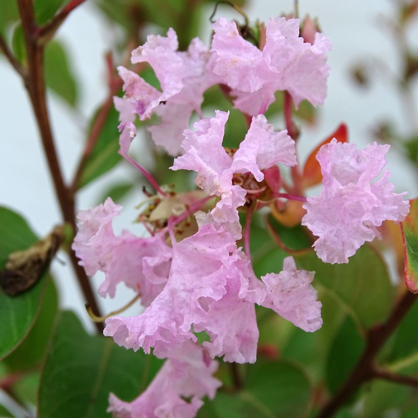 Chinesische Kräuselmyrte Pink Grand Sud - Lagerstroemia (Flowering)