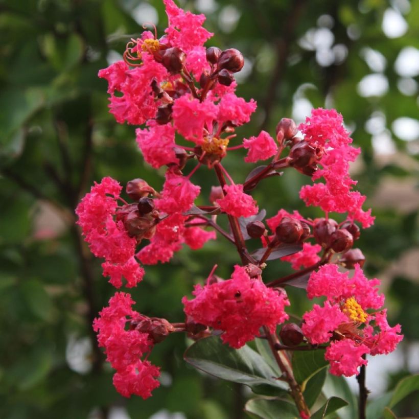 Chinesische Kräuselmyrte Pink Velours - Lagerstroemia (Flowering)