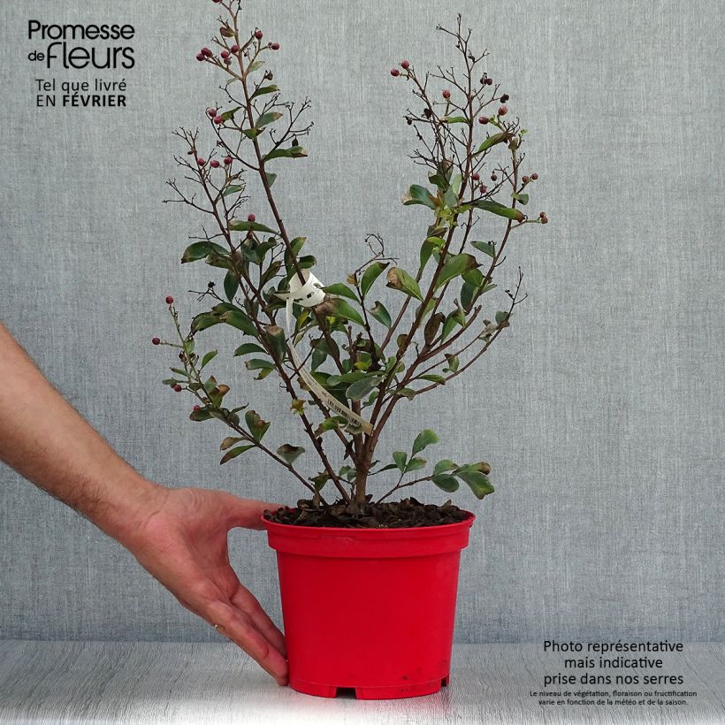 Example of Chinesische Kräuselmyrte Red imperator - Lagerstroemia Topf mit 3L/4L as you get in automne