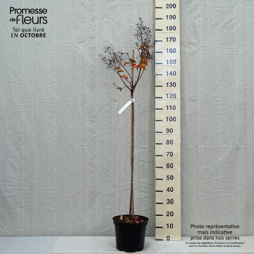 Example of Chinesische Kräuselmyrte Rhapsody in PINK - Lagerstroemia Topf mit 7,5L/10L as you get in automne