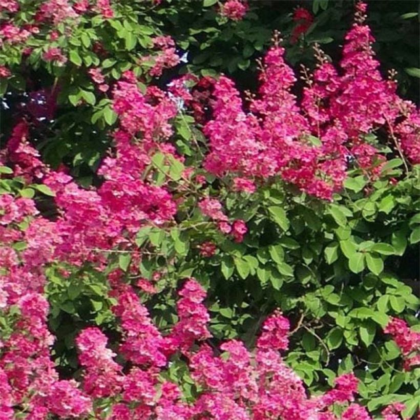 Chinesische Kräuselmyrte Rose Fuchsia - Lagerstroemia (Flowering)