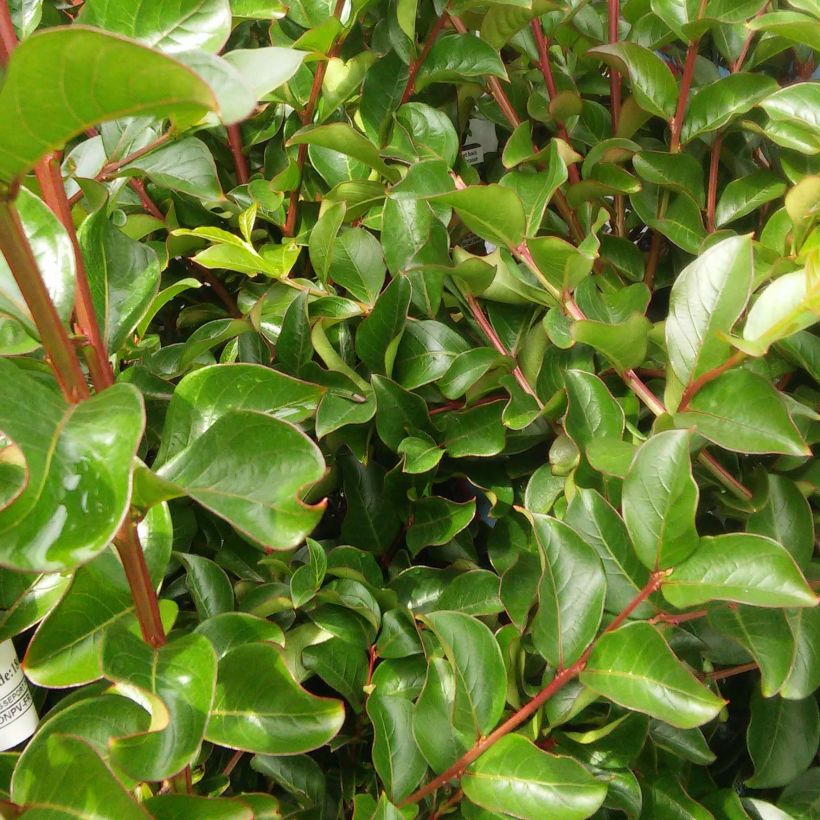 Chinesische Kräuselmyrte Rose Indien - Lagerstroemia (Foliage)