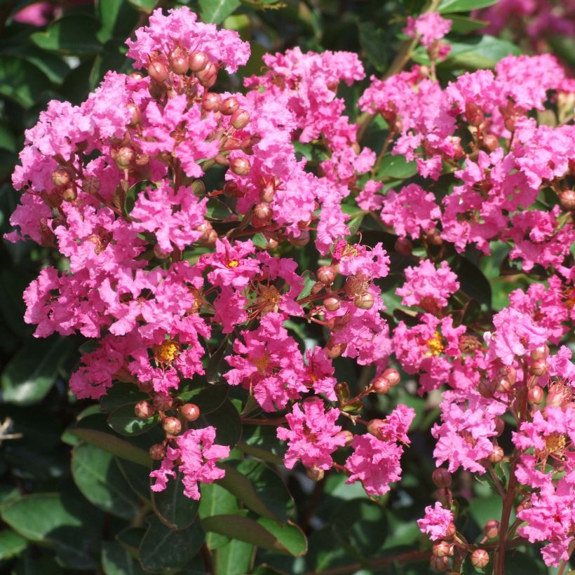 Chinesische Kräuselmyrte Rose Indien - Lagerstroemia (Flowering)