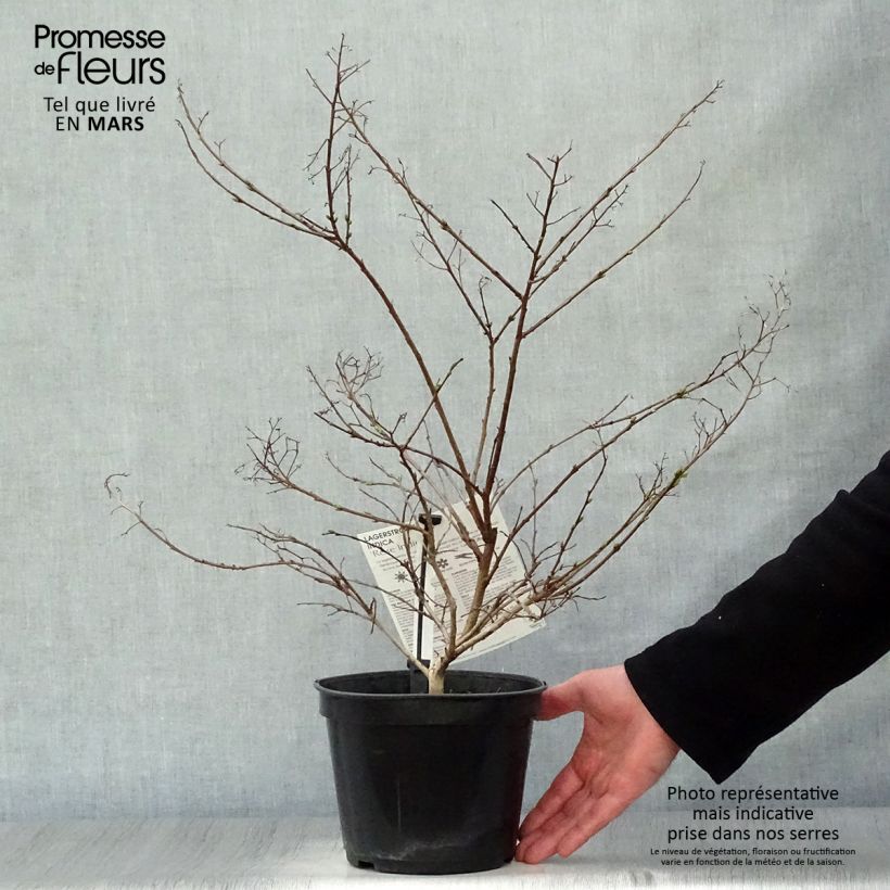 Exemplar von Chinesische Kräuselmyrte Rose Indien - Lagerstroemia Topf mit 3L/4L wie im Frühjahr geliefert