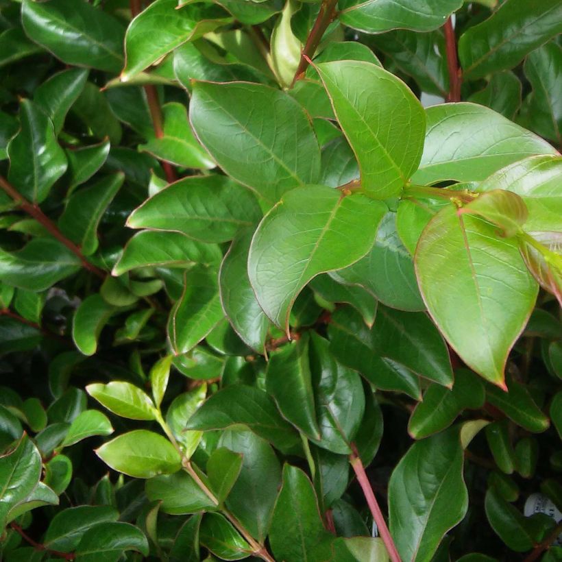 Chinesische Kräuselmyrte Rose Thé - Lagerstroemia (Foliage)