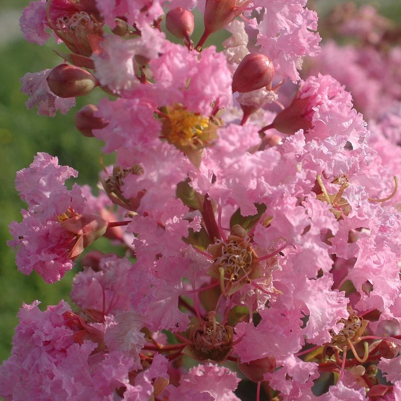 Chinesische Kräuselmyrte Rose Thé - Lagerstroemia (Flowering)