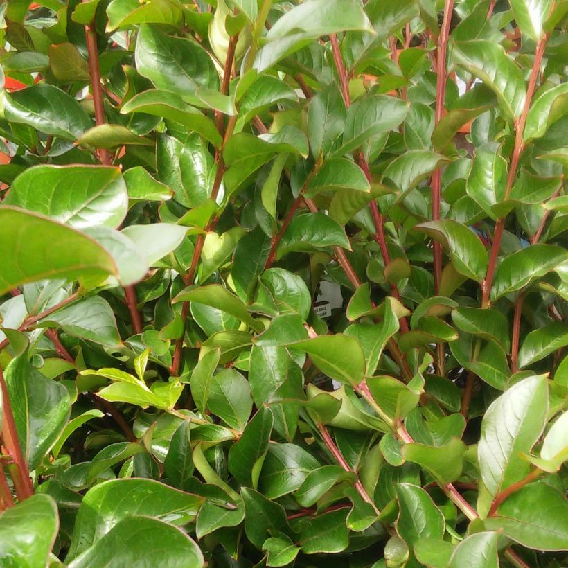 Chinesische Kräuselmyrte Rouge Nain - Lagerstroemia (Foliage)