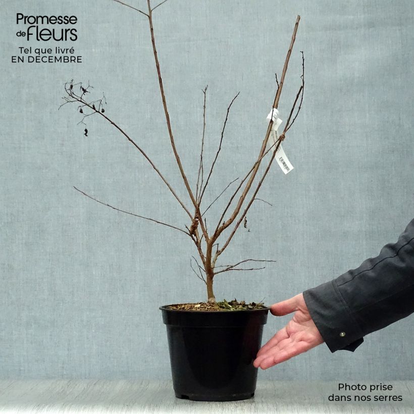 Exemplar von Chinesische Kräuselmyrte Rubra - Lagerstroemia Topf mit 2L/3L wie im Winter geliefert