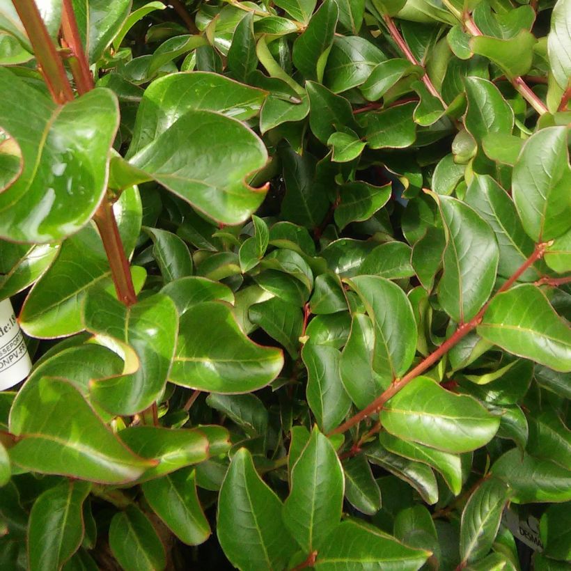 Chinesische Kräuselmyrte Saint Emilion - Lagerstroemia (Foliage)