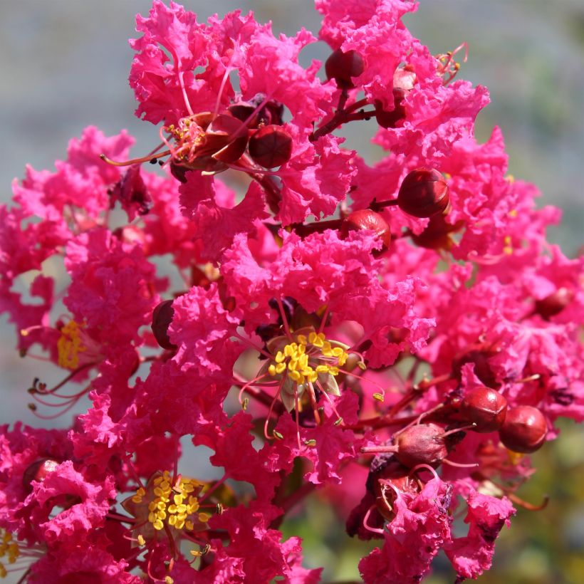 Chinesische Kräuselmyrte Saint Emilion - Lagerstroemia (Flowering)