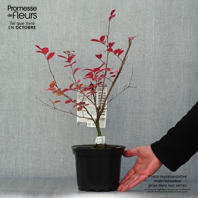 Example of Chinesische Kräuselmyrte Saint Emilion - Lagerstroemia Topf mit 3L/4L as you get in automne