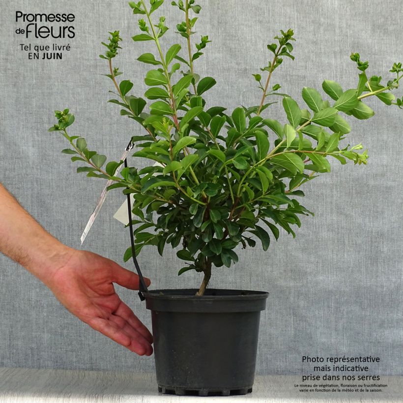 Example of Chinesische Kräuselmyrte Soir d'Eté - Lagerstroemia Topf mit 3L/4L as you get in ete
