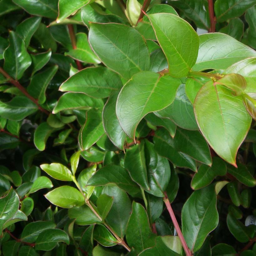 Chinesische Kräuselmyrte Souvenir d'André Desmartis - Lagerstroemia (Foliage)