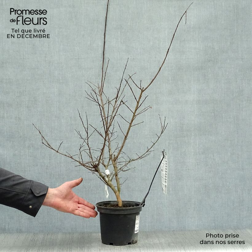 Exemplar von Chinesische Kräuselmyrte Souvenir d'André Desmartis - Lagerstroemia Topf mit 3L/4L wie im Winter geliefert