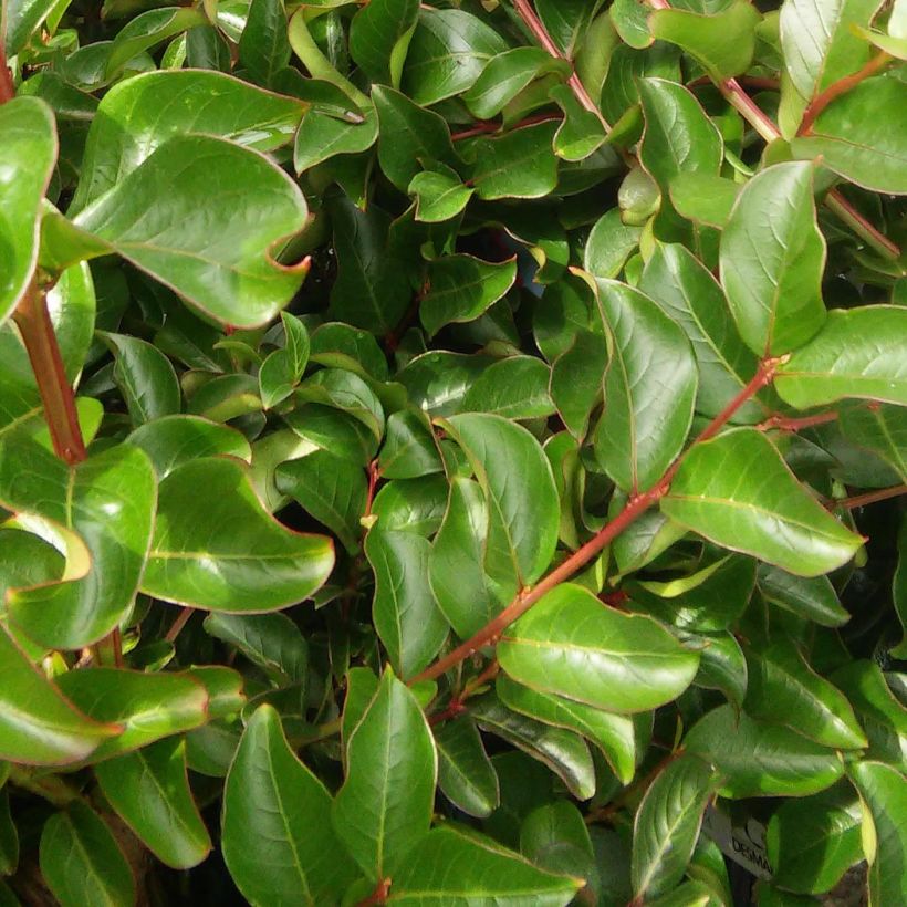 Chinesische Kräuselmyrte Souvenir d'Hubert Puard - Lagerstroemia (Foliage)