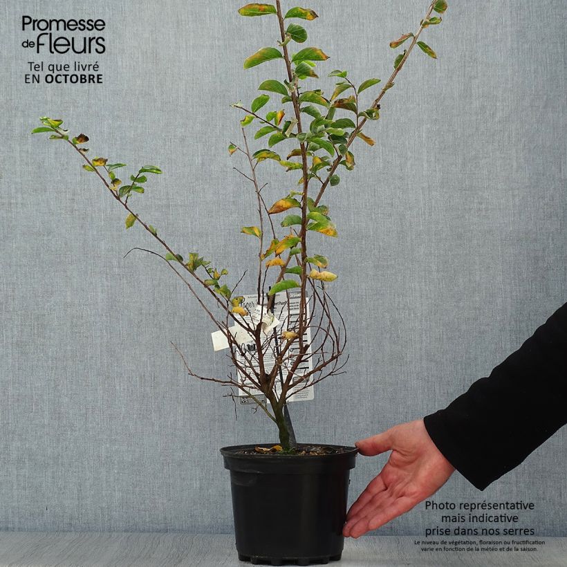 Example of Chinesische Kräuselmyrte Souvenir d'Hubert Puard - Lagerstroemia Topf mit 3L/4L as you get in automne