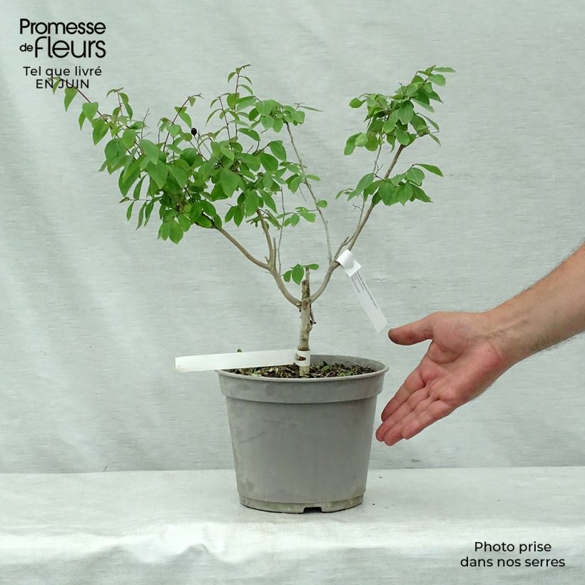Example of Chinesische Kräuselmyrte Summer Beauty Centennial - Lagerstroemia Topf mit 3L/4L as you get in ete