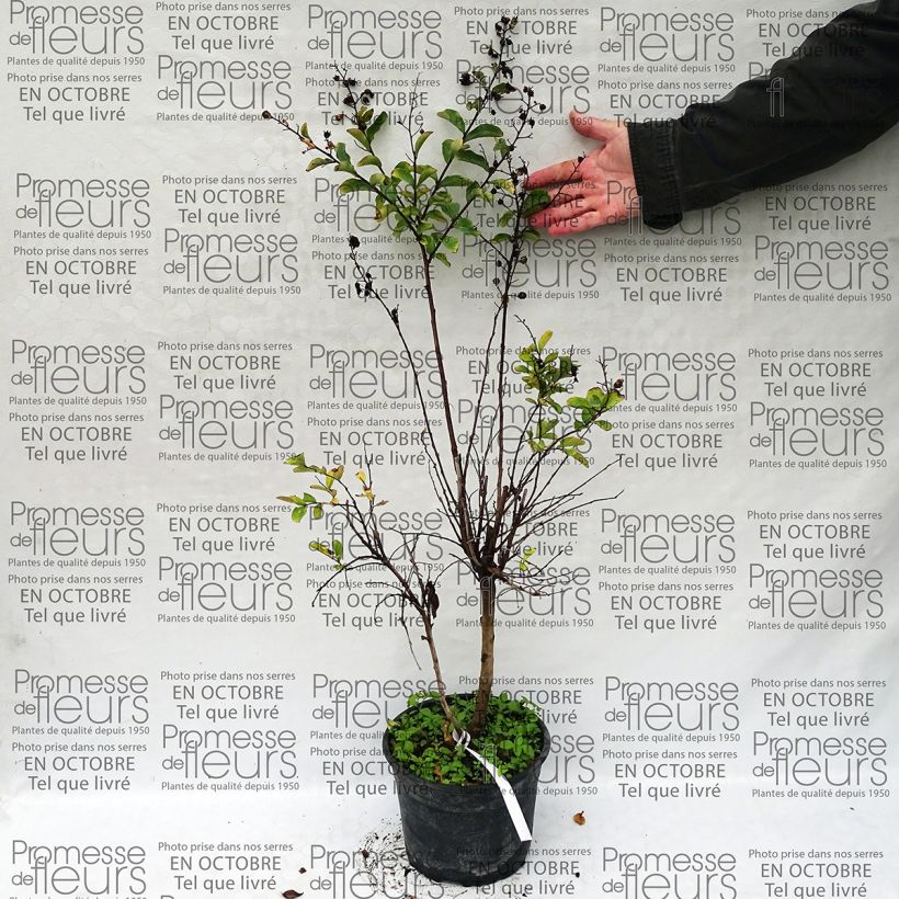 Example of Chinesische Kräuselmyrte Summer Beauty Hope - Lagerstroemia Topf mit 3L/4L as you get