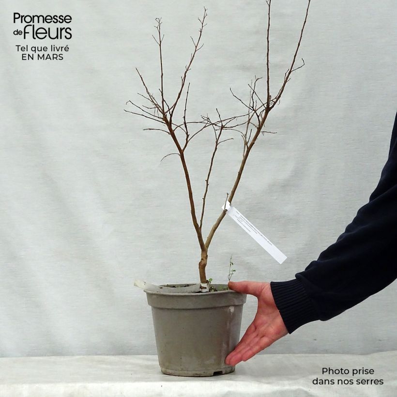 Example of Chinesische Kräuselmyrte Summer Beauty Velma's Royal Delight - Lagerstroemia Topf mit 3L/4L as you get in printemps