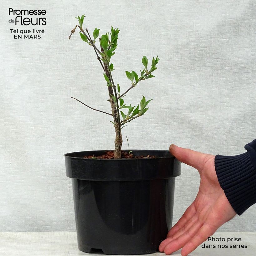 Example of Chinesische Kräuselmyrte Summer Beauty Victor - Lagerstroemia Topf mit 3L/4L as you get in printemps