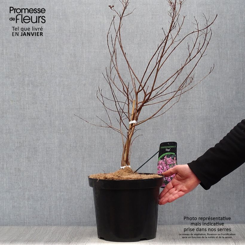 Exemplar von Chinesische Kräuselmyrte Summer Charm Hopi - Lagerstroemia Topf mit 7,5L/10L wie im Winter geliefert