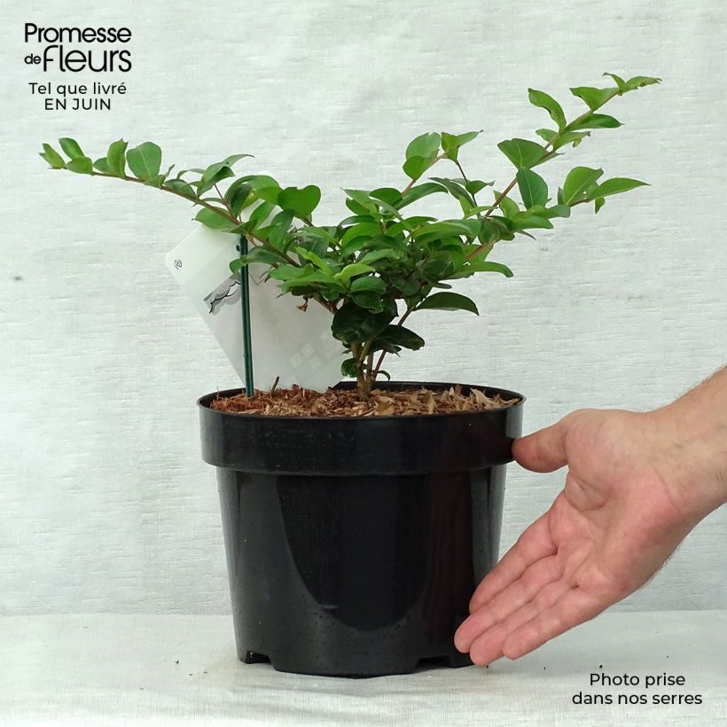 Example of Chinesische Kräuselmyrte Summer Charm Tonto - Lagerstroemia Topf mit 3L/4L as you get in ete