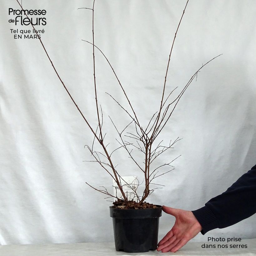 Exemplar von Chinesische Kräuselmyrte Summer Charm Tonto - Lagerstroemia Topf mit 3L/4L wie im Frühjahr geliefert