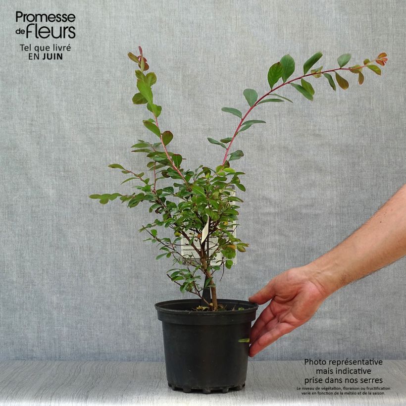 Example of Chinesische Kräuselmyrte Terrasse Rouge - Lagerstroemia Topf mit 3L/4L as you get in ete