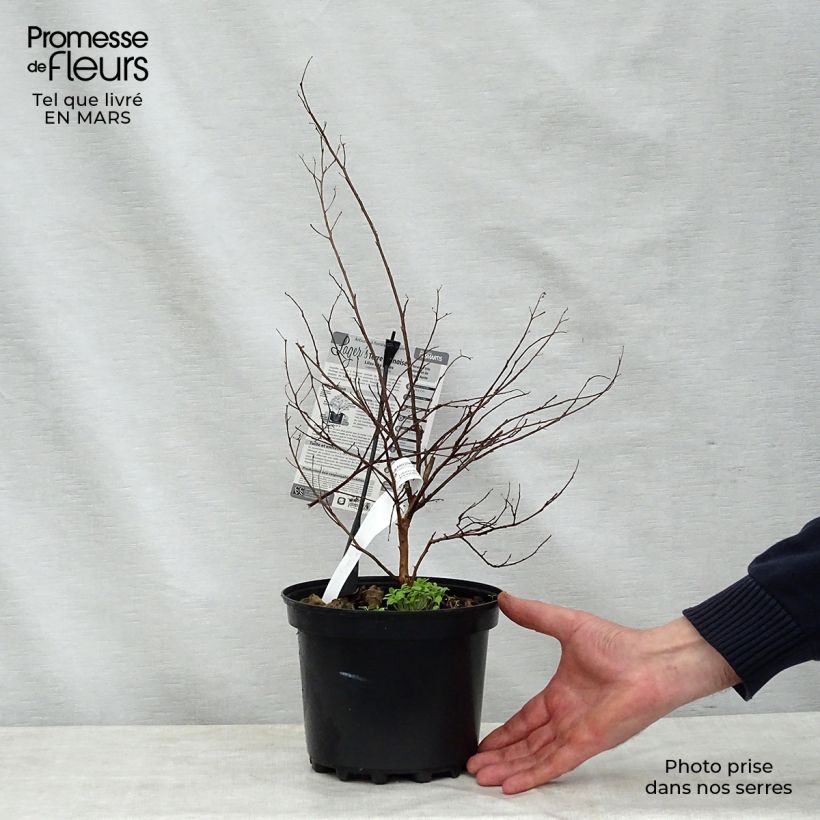 Exemplar von Chinesische Kräuselmyrte Terre Chinoise - Lagerstroemia Topf mit 3L/4L wie im Frühjahr geliefert