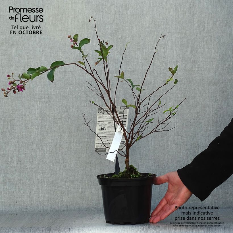 Example of Chinesische Kräuselmyrte Terre Chinoise - Lagerstroemia Topf mit 3L/4L as you get in automne