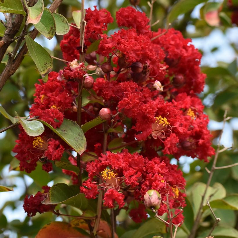 Chinesische Kräuselmyrte Victoria - Lagerstroemia (Flowering)